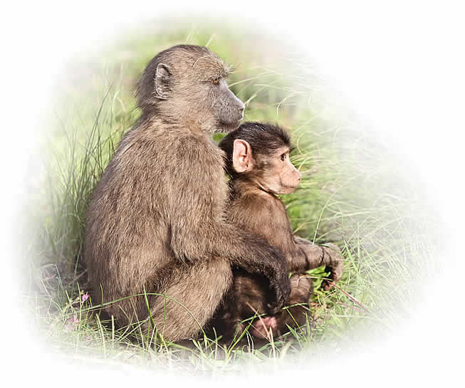 Baboon Matters Trust - South Africa