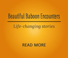 Beautiful encounters with Baboons - Life-changing stories