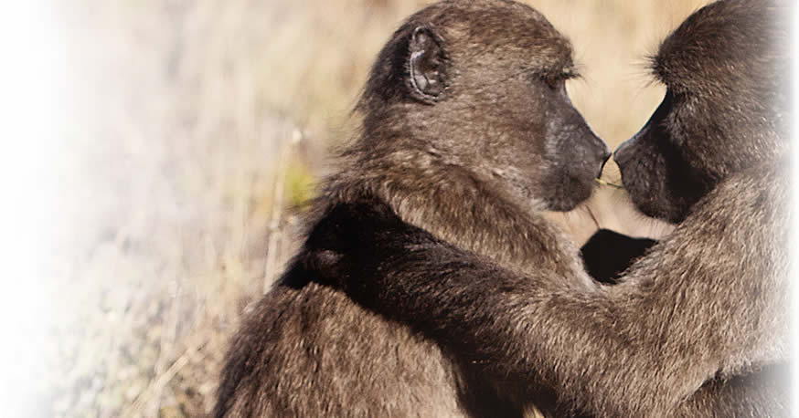 About Baboons in South Africa