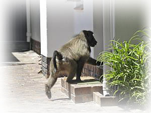 What to do - there are baboons in my home!