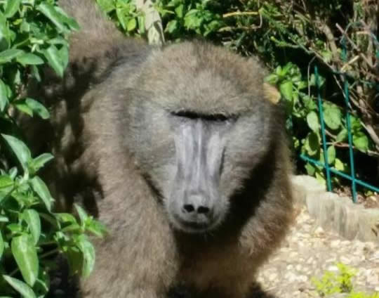 2018’s first baboon victim has been killed.