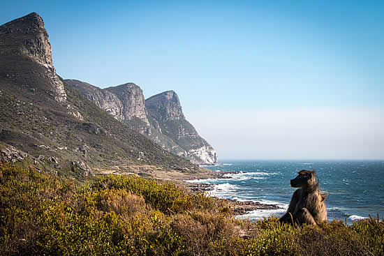 Cape Town baboon management:  How legal is it?