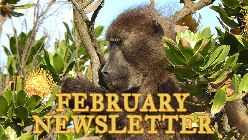 BaboonMatters Trust – Newsletter February 2021